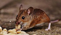 24 Hour & Emergency Exterminators in Emerson, NC